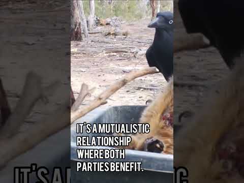 Video: Burdeno žvėrys