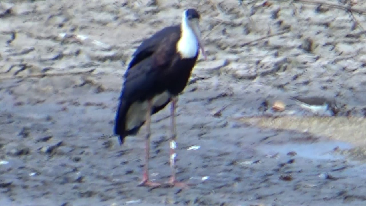Woolly necked stork or whitenecked stork at Bandipur Tiger Reserve