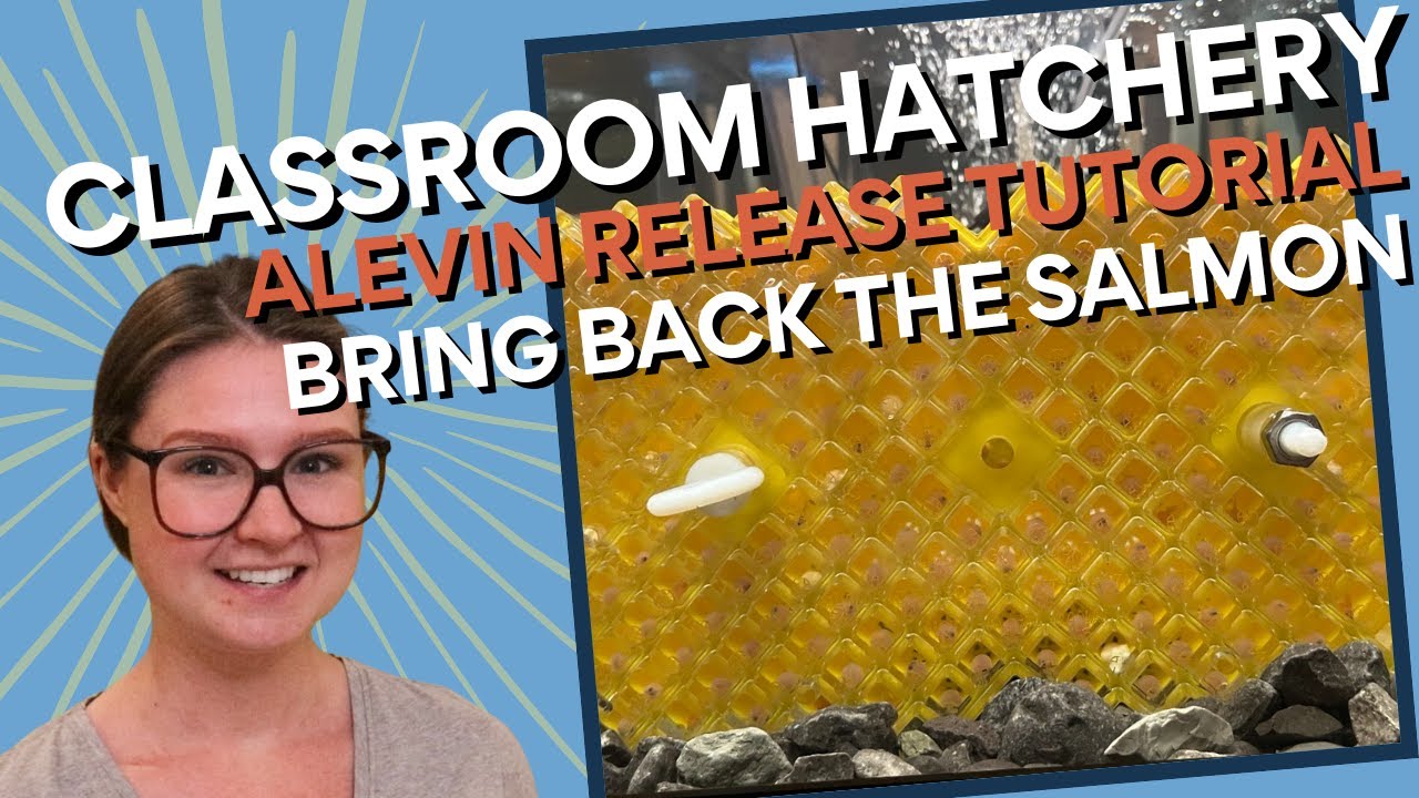 Classroom Hatchery - Alevin Release Tutorial