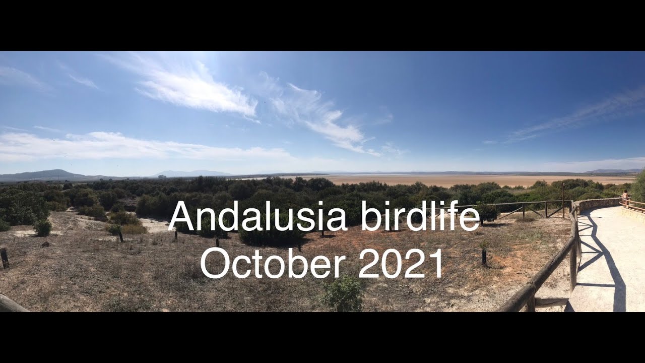 Birdlife in Andalusia