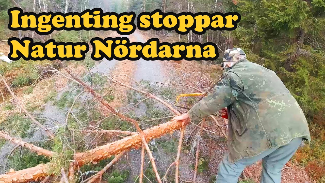 Fallande träd över vägen. Då är Natur Nördarna där och räddar dagen ...
