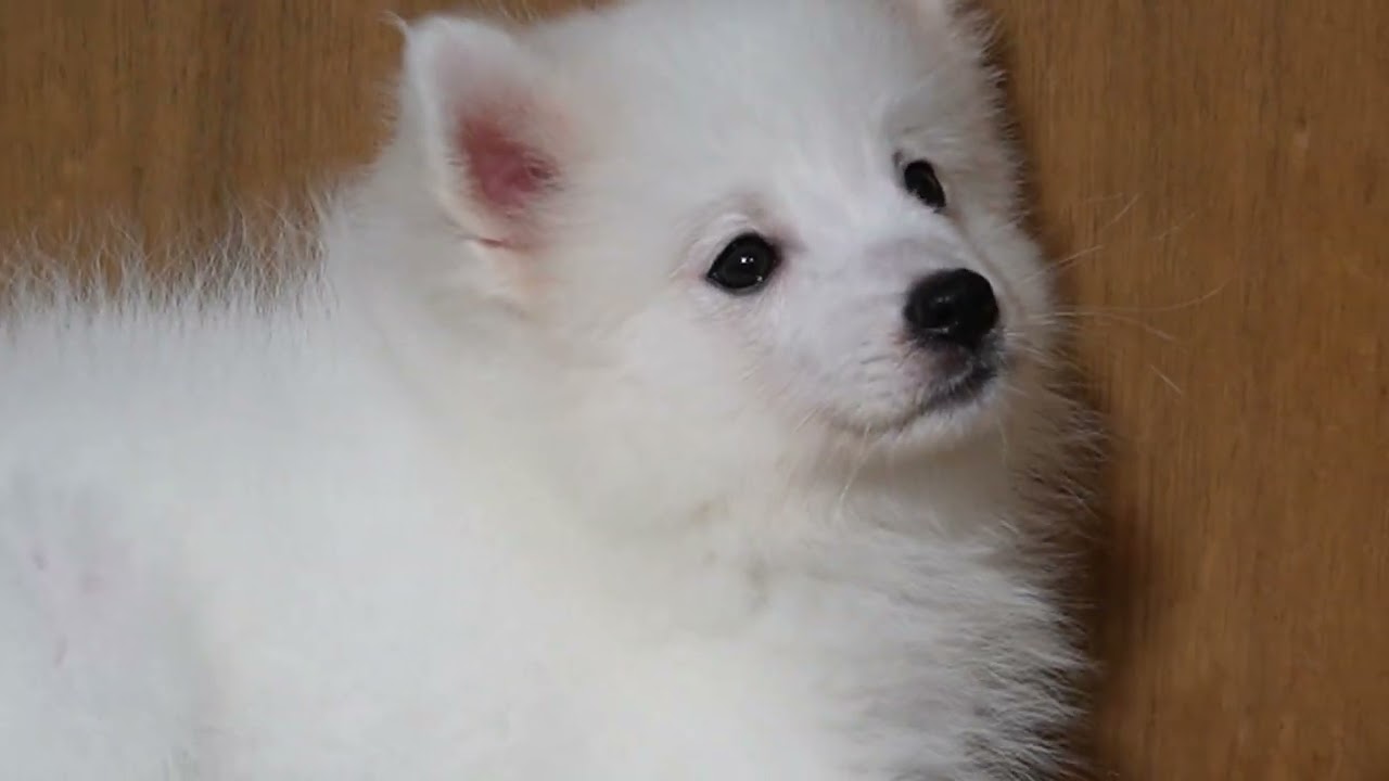 日本スピッツ 2026年7月2日生まれ雄① Japanese Spitz - YouTube