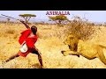 Masai Man vs Tigers | Fearless Masai Men Stealing Lion