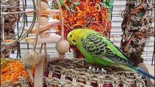 Budgie Sounds