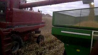 corn harvest 2011