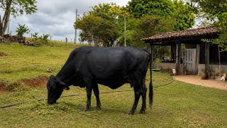 Vaca Neguinha na maternidade para sua 4º cria 