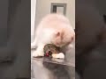 Innocent cat vs sharp rat shorts