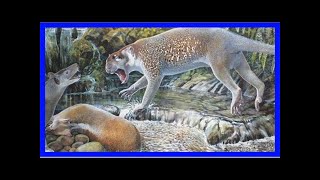 New Species Of Prehistoric Marsupial Lion Unearthed In Australia