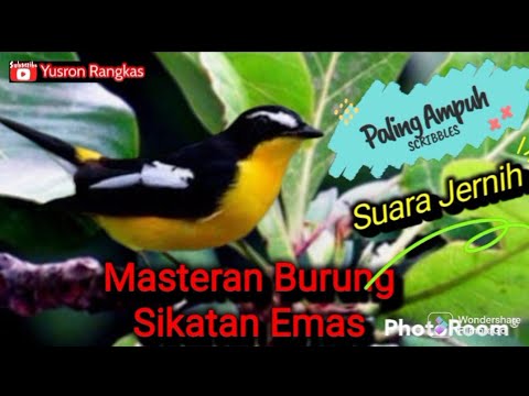 Masteran Burung Sikatan Emas Suara Jernih Paling Ampuh