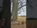 Tree Felling in New Zealand