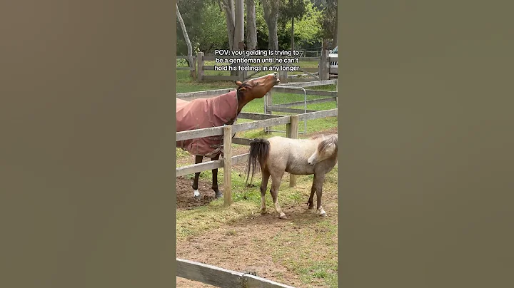 I don’t think my gelding is a gelding… #equestrian #horse #gelding #stallion #mare #horses #pony