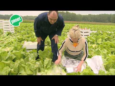 Video: Bilko Napa-kool – Hoe Bilko-koolplanten te kweken