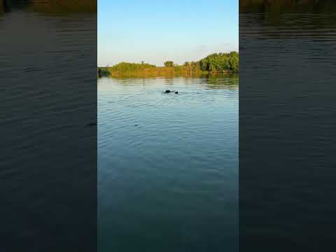 Не пропускает ни один заплыв #hunting #животные #лесной #animals #кабан #seafood #pig #топ