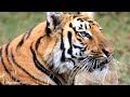 The King.!!| Tiger Of Tipeshwar