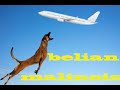 Belgian Malinois, Amazing Athlete 2021