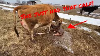 **GRAPHIC** Dairy cow birthing a calf on the homestead
Mark just happened to catch one of the dairy cows having her calf! This is necessary to get a freshened supply of milk for our members. Enjoy the process of life and nature doing its thing in the cow pasture!
Follow Us on all our social media platforms.
** https://www.facebook.com/bakersgreenacres/
** https://www.instagram.com/baker_green_acres_/
**https://odysee.com/@BakersGreenAcres:3
https://mewe.com/p/bakersgreenacres
**https://www.bitchute.com/channel/npl74m5Lv09k/
**https://rumble.com/c/c-778357
** www.bakersgreenacres.com
Recommended reading for the homesteader:
** Joel Salatins Pastured Poultry Profits: https://amzn.to/2HOnR4g
** Joels Salad Bar Beef: https://amzn.to/2WvV6fO **GRAPHIC** Dairy cow birthing a calf on the homestead
