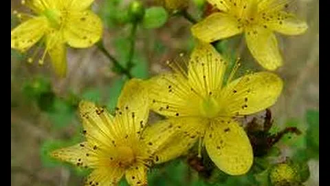 Para que que serve a planta João da Costa?