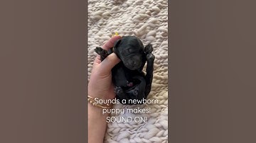 Thumbnail of Sounds of a NEWBORN PUPPY! SOUND ON 🥹