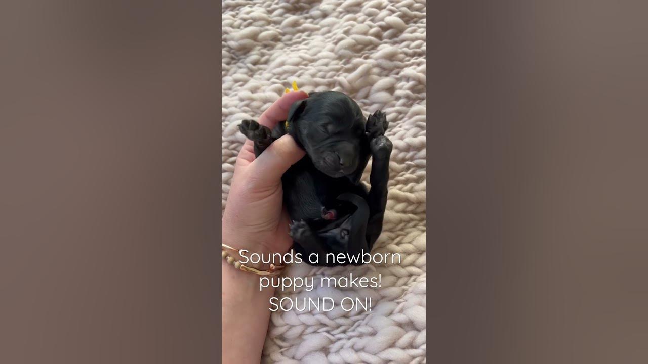 Sounds of a NEWBORN PUPPY! SOUND ON 🥹