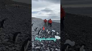Waiting for the penguins to cross! #antarctica #penguin #travel