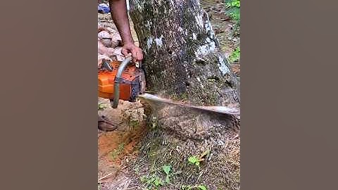 cutting down coconut trees using a chain saw#cuttingdowntrees#cuttingskills#lumberjack