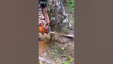 cutting down coconut trees using a chain saw#cuttingdowntrees#cuttingskills#lumberjack