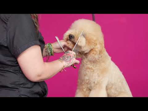 Asian Fusion Grooming