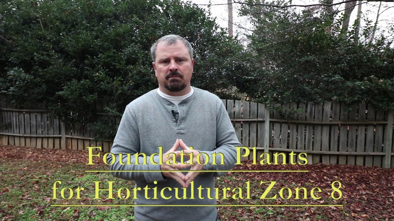 Great Low Maintenance Foundation Plants for Horticultural Zone 8. Part