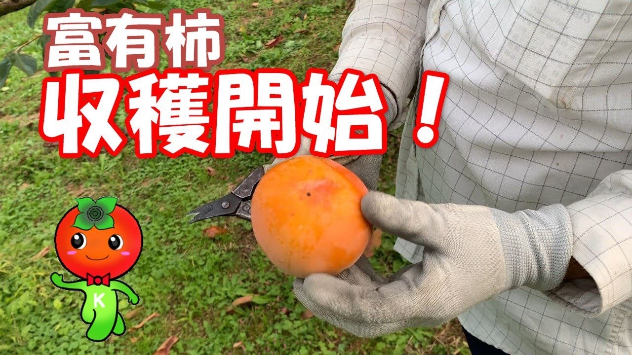 富有柿について解説 次郎柿は採り終えました Youtube 富有柿について解説 次郎柿は採り終えました Youtube