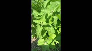 Cats First Time Trying Catnip Leaf! by Rebecca's Pet Care 52 views 1 year ago 37 seconds