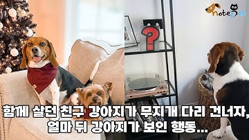함께 살던 강아지가 무지개 다리 건너자, 얼마 뒤 홀로 남은 강아지가 보인 행동...