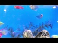 Motorola Droid Turbo 4k sample video - fish tank