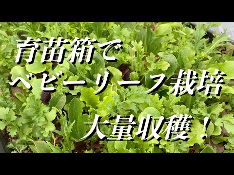 Crinkle Leafを枯らさない！初心者でも簡単な育て方のコツ5つ