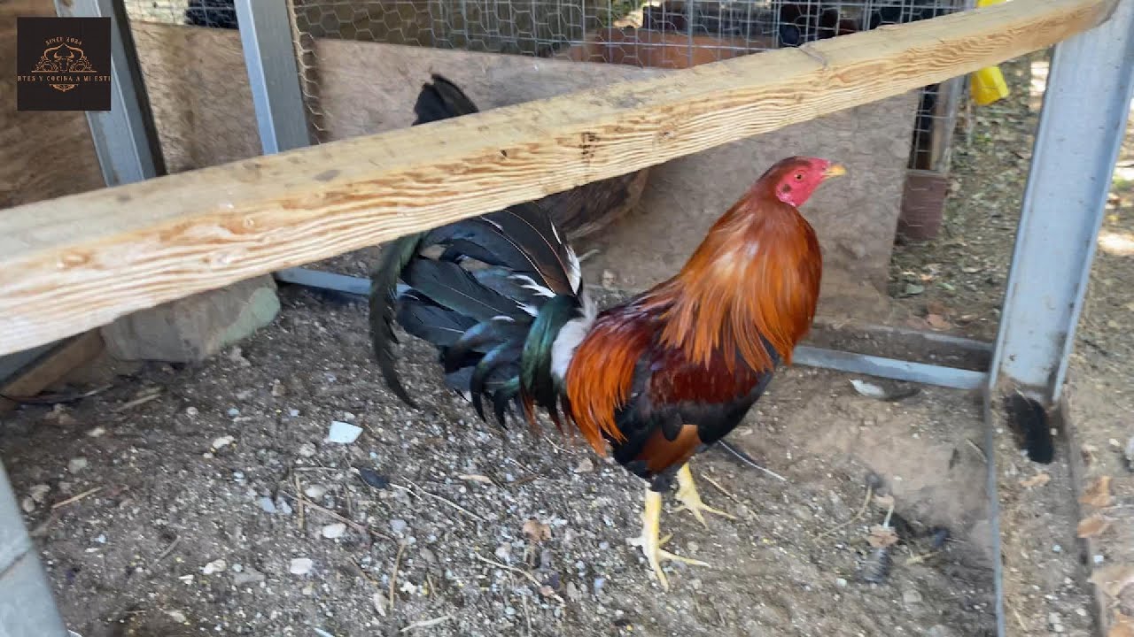 Marcando los pollitos