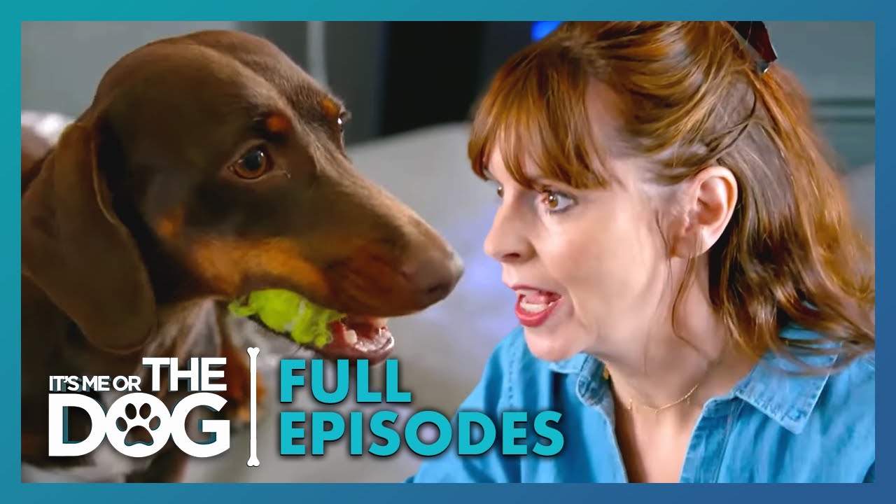 Такса, требующая особого ухода, постоянно лает! | Сезон 1, Эпизод 2 | Или я, или собака, Великобр...