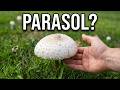 Possible Parasol Mushroom Discovery in a Grassy Field