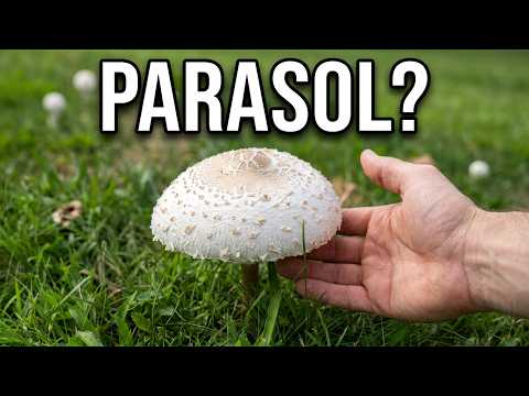 Nature Find: A Mushroom Resembling the Parasol Species - YouTube
