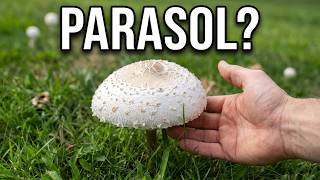 Nature Find: A Mushroom Resembling the Parasol Species - YouTube