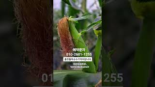 #날씨참덥다 #찰옥수수가익어요 #칠옥수수판매 #홍천찰옥수수