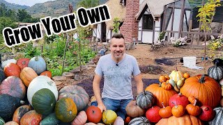 How to Grow Pumpkins at Home From Seed