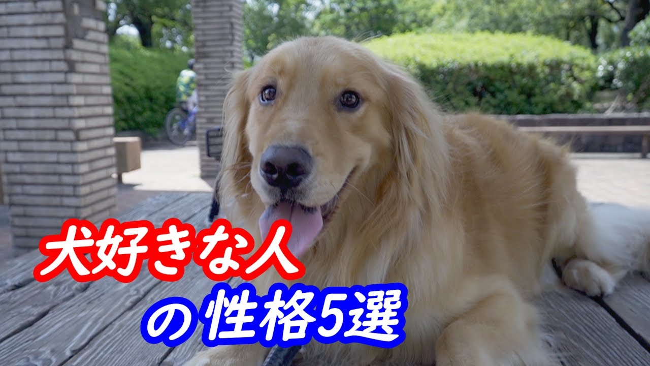 犬好きに悪い人はいない 大型犬 ゴールデンレトリバー No One Is Bad For Dog Lovers Youtube