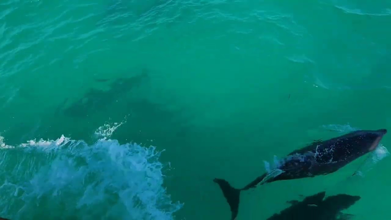 Salty Abandon | Dolphins Swimming with an Island Packet 320 in the Florida Keys