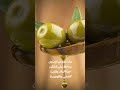 هل تعلم أن الزيتون يحتوي على الكثير من الألياف والزيت الصحي وغني بالأوميجا 3