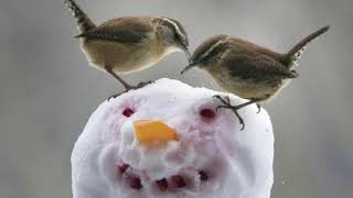 5 января Международный день птиц