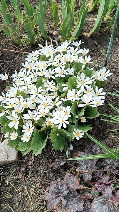 Сангвинария: как продлить цветение #цветы #сад #дача #garden - YouTube