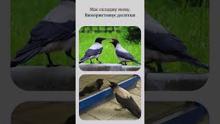 #crow #smartanimals #animalintelligence #wildlife #birds #nature #amazinganimals #ворона