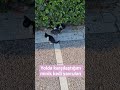 konakta yolda kaşılaştığım kedi yavruları #reels #beniöneçıkart #kedivideoları #keşfetedüş #kedi