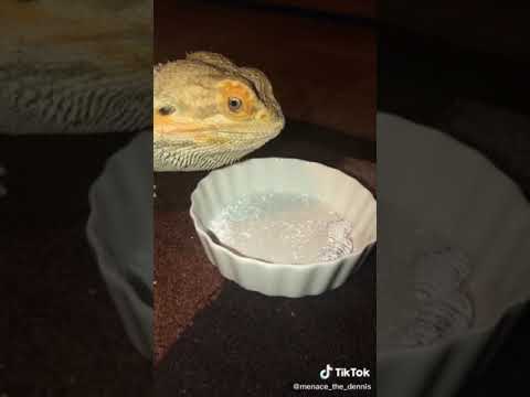 حرباء تاكل ببجي الاضواء ترند ضحك فلوق