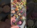 It's fun to think about combinations. #claycraft #claysucculents