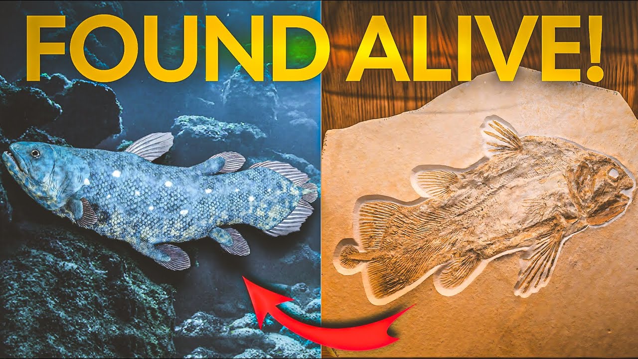 This Fish Was Supposed To Be Extinct For 66 Million Years